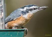 _IH80086.jpg
