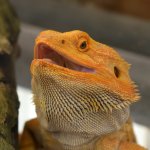 Lizard2.jpg