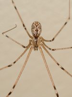 Spider.jpg