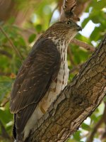 Hawk2.jpg