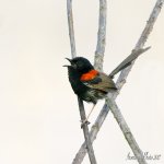DSC_2790.jpg