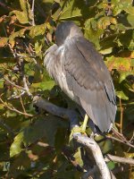 BlueHeron.jpg