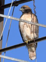Hawk2.jpg