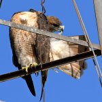 Hawk.jpg