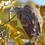 BlackHeron2.jpg