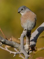 Bluebird.jpg