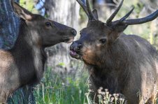 Elk In The Rockies-.jpg