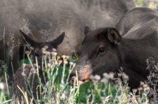 Elk In The Rockies--2.jpg
