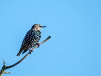 DSC_5812.jpg