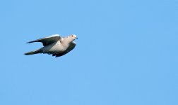 DSC_5657.jpg