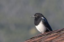 Bird, Colorado Rockies-.jpg