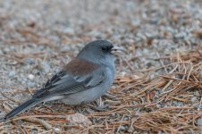 Bird, Colorado Rockies-7750.jpg