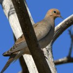 Dove.jpg