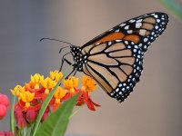 Monarch2.jpg