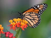 Monarch.jpg