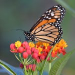 Monarch3.jpg