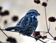ROY_6775.JPG