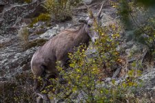 Big Horn Sheep--2.jpg