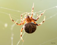 Spider-240.jpg