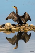 Cormorant-240.jpg