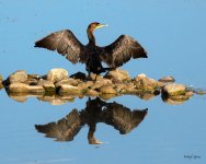 Cormorant-241.jpg