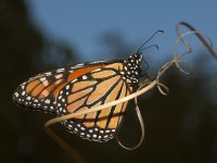Monarch.jpg
