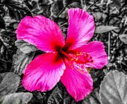 DSC_0241.jpg