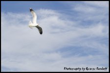 Seagull.jpg