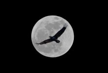 eagle moon.jpg