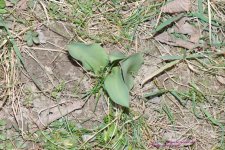 088 Tulips-130329_1.jpg
