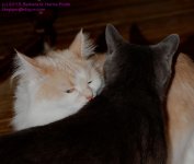 088 Creature&Buster-130329_1.jpg