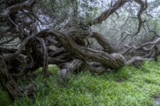 tree-woods-hdr.jpg