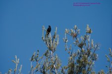 089 Crow in Tree-130330-03_1.jpg