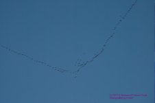 089 Geese in Formation-130330_1.jpg