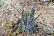 089 Stump-130330_1.jpg