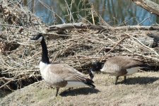 089 Geese-130330-13_2.jpg