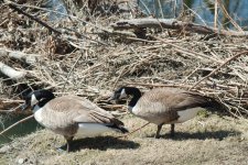 089 Geese-130330-15_2.jpg