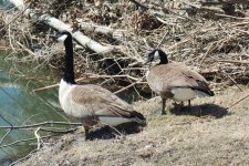 089 Geese-130330-18_2.jpg