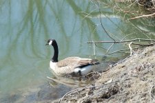 089 Geese-130330-21_2.jpg