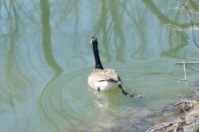 089 Geese-130330-22_2.jpg