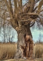 wounded willow1200.jpg