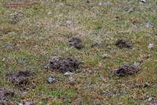 090 Mole Holes-130331_1.jpg