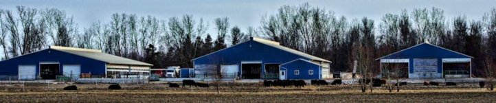 blue moo 2 1200.jpg