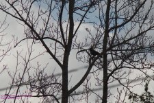 091 Crow-130401_1.jpg