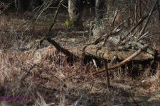 091 Dead Tree-130401_1.jpg