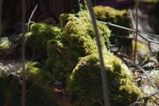 091 Moss-130401-01_1.jpg