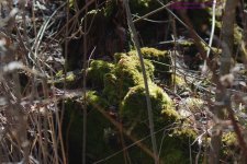091 Moss-130401-02_1.jpg