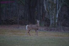 091 Deer-130401_1.jpg