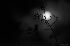 Guided by the light.jpg