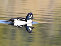 duck.jpg